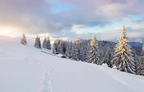 灿烂的白色云杉在阳光下闪闪发光 风景如画 华丽的冬季景色 欧洲乌克兰喀尔巴阡山国家公园 阿尔卑斯山滑雪胜地 — 图库照片