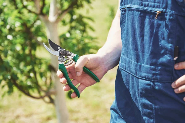 Jardinero Profesional Trabajo Corta Árboles Frutales —  Fotos de Stock