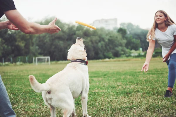 Seorang Gadis Cantik Bermain Dengan Anjing Kesayangannya Taman — Stok Foto
