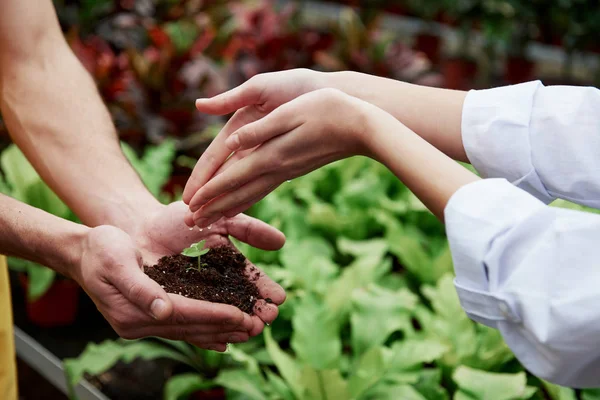 Drops is falling. Woman hands watering the little plant that holding by a men.