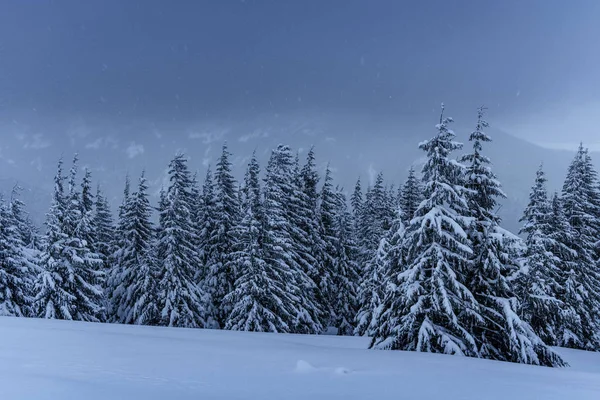 Klidná Zimní Scéna Jedle Pokryté Sněhem Stojí Mlze Krásná Scenérie — Stock fotografie