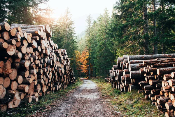 Banyak Kayu Tergeletak Sisi Jalan Hutan Musim Gugur Yang Indah — Stok Foto