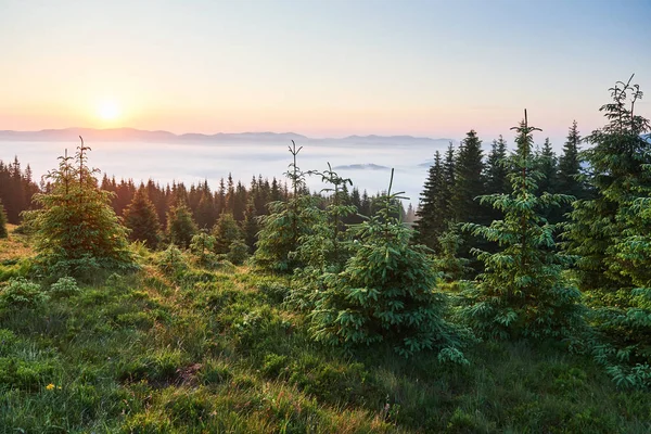 Voyage Trekking Paysage Estival Montagnes Herbe Verte Arbres Ciel Bleu — Photo