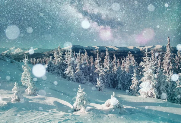 Kleurrijk Winterlandschap Majestueus Karpaten Bos Uitmuntend Karakter — Stockfoto