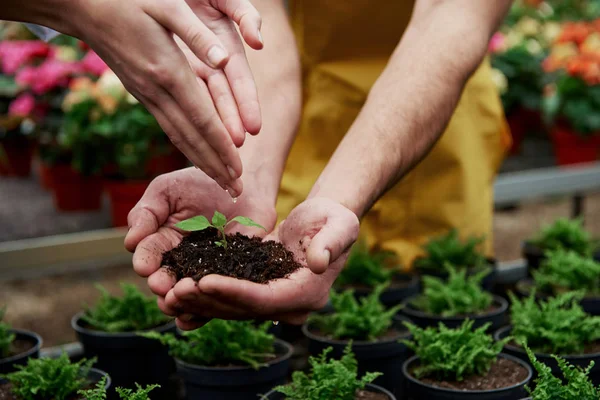 Vases Woman Hands Watering Little Plant Holding Men — 스톡 사진