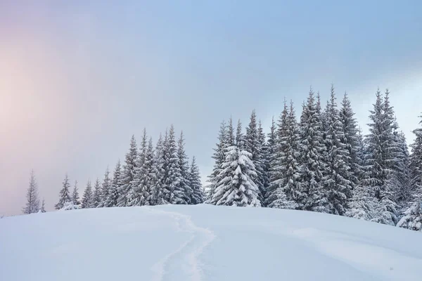 Величественные Белые Ели Светятся Солнечным Светом Живописная Великолепная Зимняя Сцена — стоковое фото