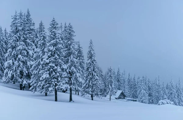 Una Tranquilla Scena Invernale Primi Coperti Neve Stanno Una Nebbia — Foto Stock