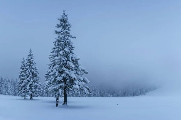 Misterioso Paisaje Invernal Majestuosas Montañas Con Árboles Cubiertos Nieve Tarjeta — Foto de Stock