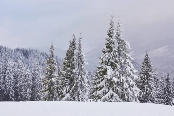 Çam Ağaçları Kar Yağışı Ile Peri Kış Manzarası Noel Selamlar — Stok fotoğraf