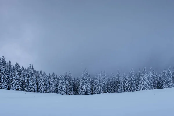 一个平静的冬季场景 被雪覆盖的火苗在雾中屹立 森林边美丽的风景 新年快乐 — 图库照片