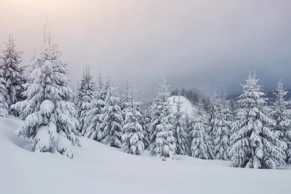 Mattina Inverno Tranquillo Paesaggio Montano Con Bellissimi Abeti Glassa Pista — Foto Stock