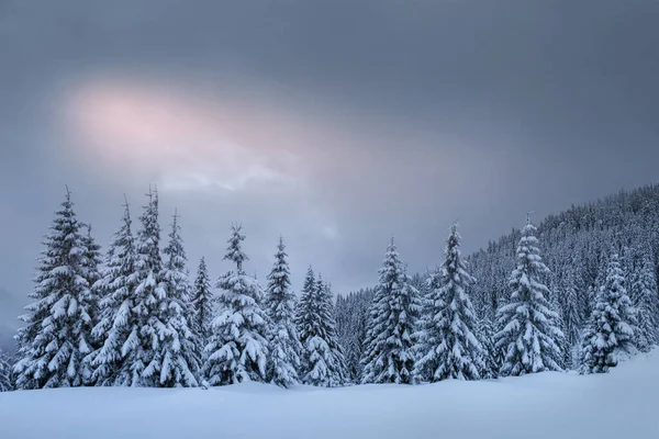 Geheimnisvolle Winterlandschaft Majestätische Berge Mit Schneebedeckten Bäumen Foto Grußkarte Karpaten — Stockfoto