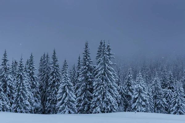 Majestátní Zimní Krajina Borový Les Stromy Pokrytými Sněhem Dramatická Scéna — Stock fotografie