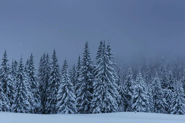 Majestatyczny Zimowy Krajobraz Sosnowy Las Drzewami Pokrytymi Śniegiem Dramatyczna Scena — Zdjęcie stockowe