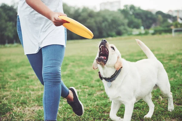 Seorang Gadis Cantik Bermain Dengan Anjing Kesayangannya Taman — Stok Foto