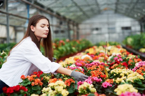 Sok Növény Női Munkás Gondozza Virágokat Üvegházban — Stock Fotó