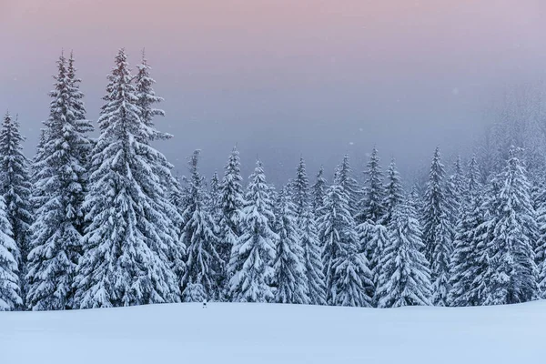 Uma Calma Cena Inverno Firs Coberto Com Neve Estão Nevoeiro — Fotografia de Stock