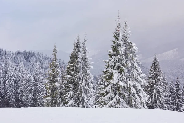 Fairy Winter Landscape Fir Trees Snowfall Christmas Greetings Concept Royalty Free Stock Photos