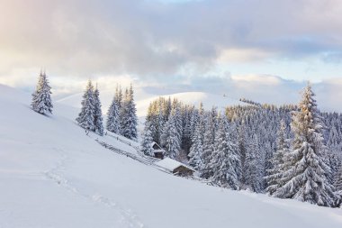 Majestic white spruces glowing by sunlight. Picturesque and gorgeous wintry scene. Location place Carpathian national park, Ukraine, Europe. Alps ski resort.