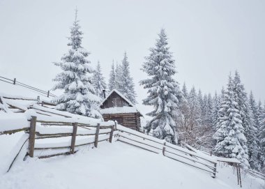 Karlı dağlarda, rahat, ahşap bir kulübe. Arka planda harika çam ağaçları var. Terk edilmiş Kolyba Shepherd. Bulutlu bir gün. Karpat Dağları, Ukrayna, Avrupa.