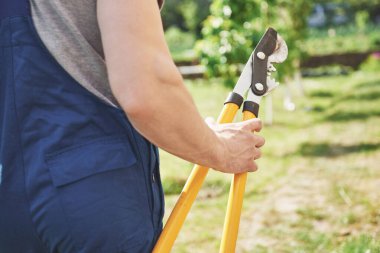 Profesyonel bir bahçıvan iş yerinde meyve ağaçları keser.