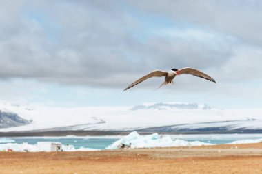Arctic tern on white background - blue clouds. clipart