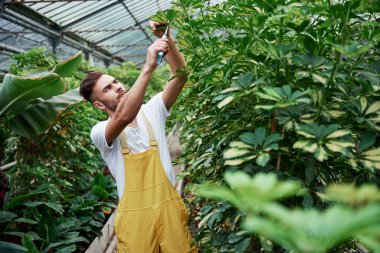 Hiçbir hata onaylanmadı. Çekici, şık, sakallı adam serada çalışıyor..