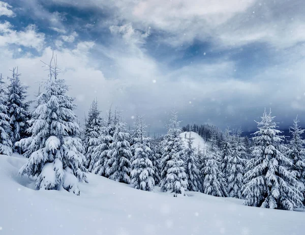 冬季景观树和篱笆的白霜 一些软的亮点与雪背景片 — 图库照片