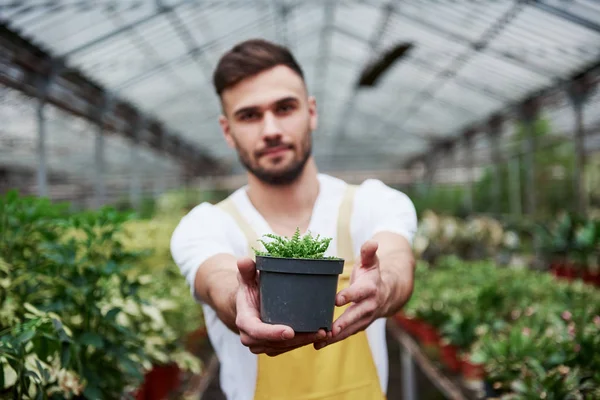 看看这株植物 照片上 漂亮的大胡子温室工人手拿着花瓶 — 图库照片