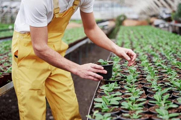 Uomo Con Abbigliamento Lavoro Che Lavora Con Piante Una Serra — Foto Stock