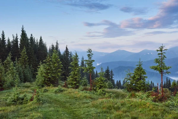Misty Carpathian Paisagem Montanhosa Com Floresta Abeto Topos Árvores Saindo — Fotografia de Stock