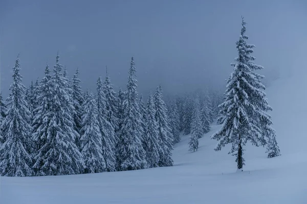 Majestosa Paisagem Inverno Pinhal Com Árvores Cobertas Neve Uma Cena — Fotografia de Stock