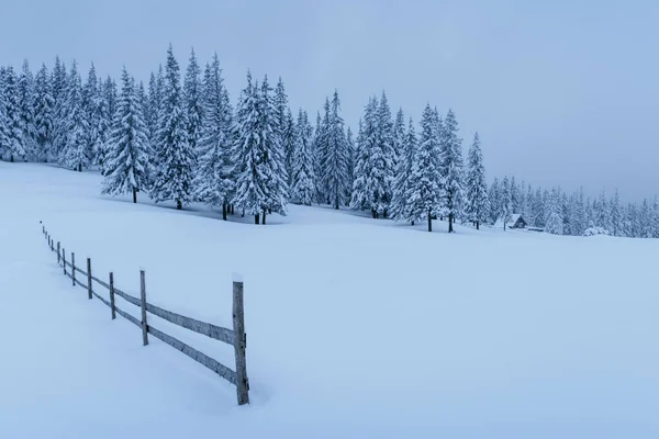 一个平静的冬季场景 被雪覆盖的火苗在雾中屹立 森林边美丽的风景 新年快乐 — 图库照片