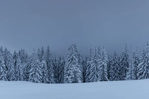 Majestueus Winterlandschap Dennenbos Met Bomen Bedekt Met Sneeuw Een Dramatische — Stockfoto