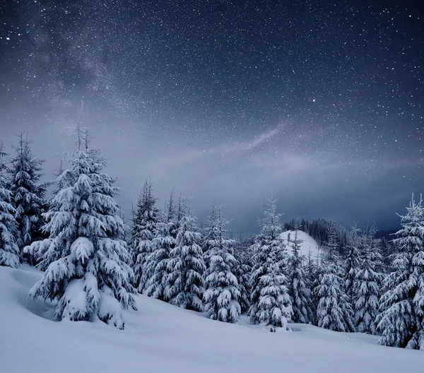 冬の森での乳製品のスター トレック 劇的で 美しいシーンです 休日を見越して カルパティア ウクライナ ヨーロッパ — ストック写真