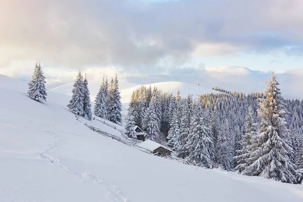 太陽の光で輝く雄大な白いスプルース 絵のように豪華な冬のシーン 場所カルパティア国立公園 ウクライナ ヨーロッパ アルプススキー場 — ストック写真