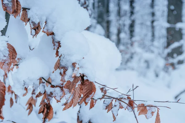 Крупный План Ветки Полной Снега Зимний Лес — стоковое фото