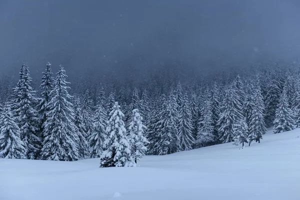 雄大な冬の風景は 木々の雪で覆われた松林 嵐の前の穏やかな 暗い雲の劇的なシーン — ストック写真