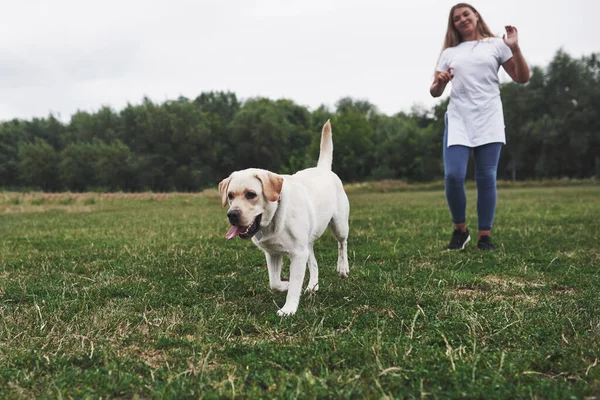 Jovem Atraente Com Cão Livre Gril Uma Grama Verde Com — Fotografia de Stock