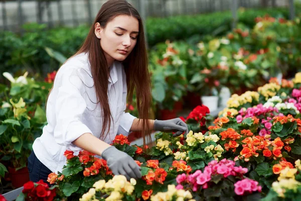 Női Munkás Gondozza Virágokat Üvegházban — Stock Fotó