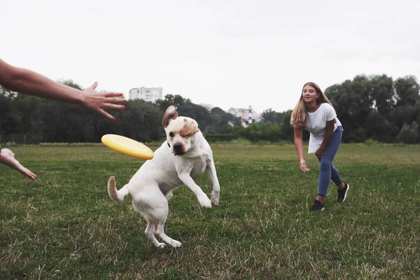 Jovem Brincando Com Seu Labrador Parque Ela Lança Disco Frisbee — Fotografia de Stock