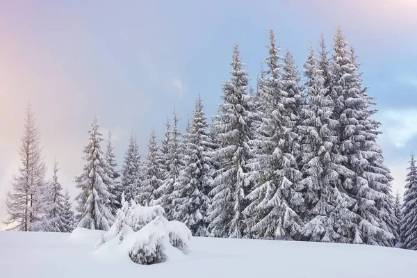 Majestátní Bílé Smrky Zářící Slunečním Světle Malebná Nádherná Zimní Scéna — Stock fotografie