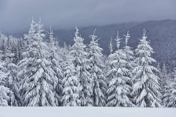 Ráno Zima Klidná Horská Krajina Krásnými Polevami Jedle Sjezdovka Thrue — Stock fotografie