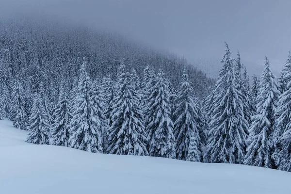 Uma Calma Cena Inverno Firs Coberto Com Neve Estão Nevoeiro — Fotografia de Stock