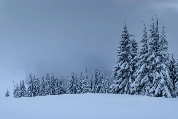 雄大な冬の風景は 木々の雪で覆われた松林 嵐の前の穏やかな 暗い雲の劇的なシーン — ストック写真