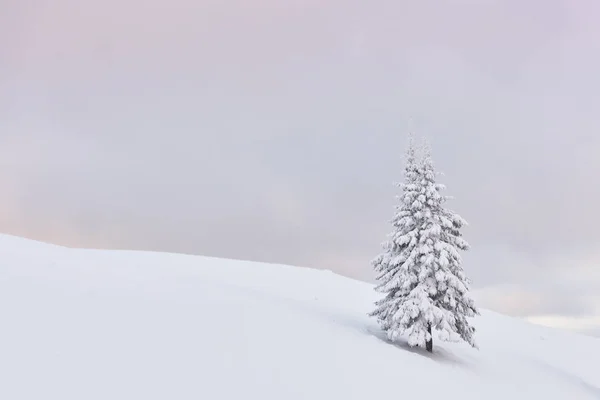 Tek Bir Kar Ağacıyla Muhteşem Bir Kış Manzarası Karpatlar Ukrayna — Stok fotoğraf
