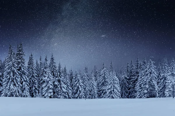 冬の森の中のデイリースター トレック 劇的で絵のようなシーン 休日を見越して カルパチア ウクライナ — ストック写真
