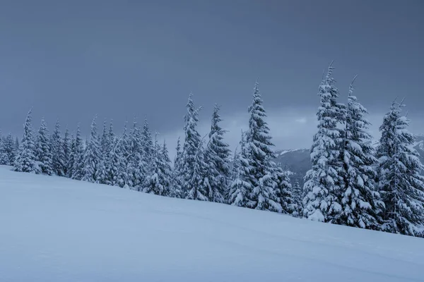 Majestic Winter Landscape Pine Forest Trees Covered Snow Dramatic Scene — 스톡 사진