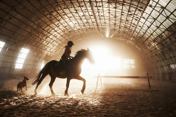 Majestueus Beeld Van Paard Silhouet Met Ruiter Zonsondergang Achtergrond Het — Stockfoto