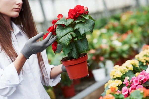 Vigyázok Növényekre Kesztyűs Lány Piros Virágokkal Kezében — Stock Fotó